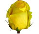 گل رز هلندی تارا